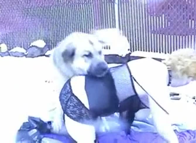 Video :Homemade beastiality porno with curvy slut and dog