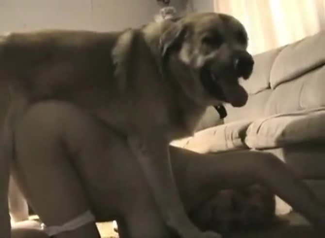 Video :Sexy petite teen got fucked in doggystyle position by dog