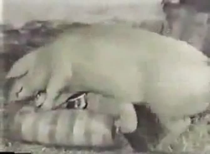 Video :Zoophilia porn video of a kinky lady getting banged by pig
