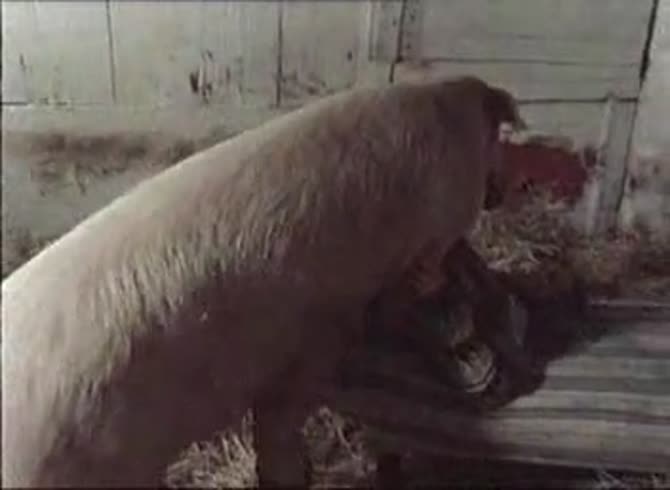 Video :Huge pig fucking a skinny bitch in the farm in beastiality pig porn