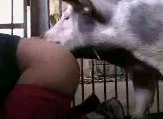Video :Animal sex video of dog eating the pussy of girl before sex