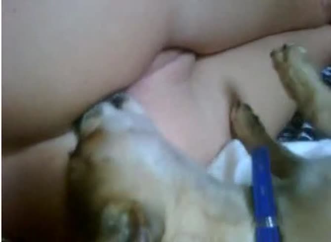 Video :Dog licking and savoring the tasty pussy of beastie gal