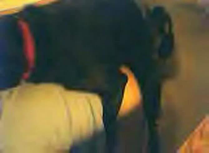 Video :Big tits girl got her nipples and pussy sucked by dog xxx