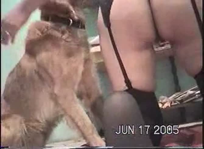 Video :Zoophilia lover girl got her pussy fucked by dog's hard dick
