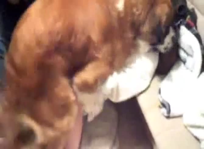 Video :Brown dog hard fucking a naughty beastiality lover from behind