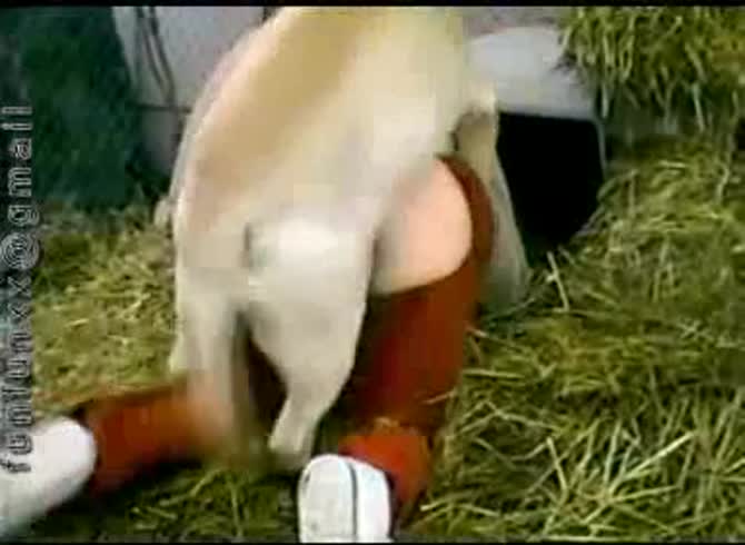 Video :Dog fucking the sexy ass of a beautiful teen beastiality lover