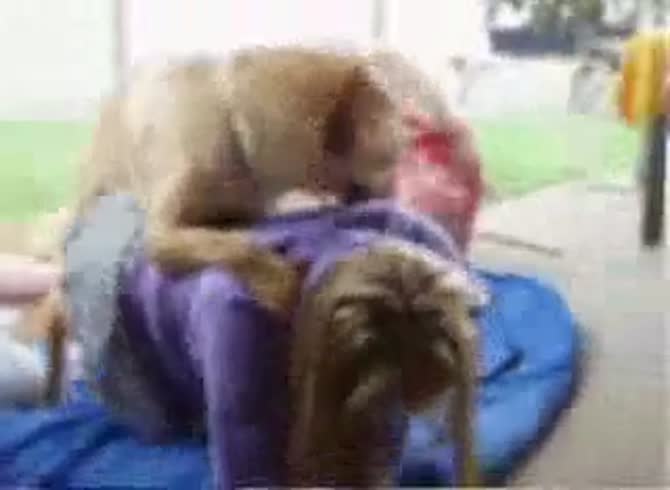 Video :Onlyzoo -Amateur dog sex with matured whore getting fucked
