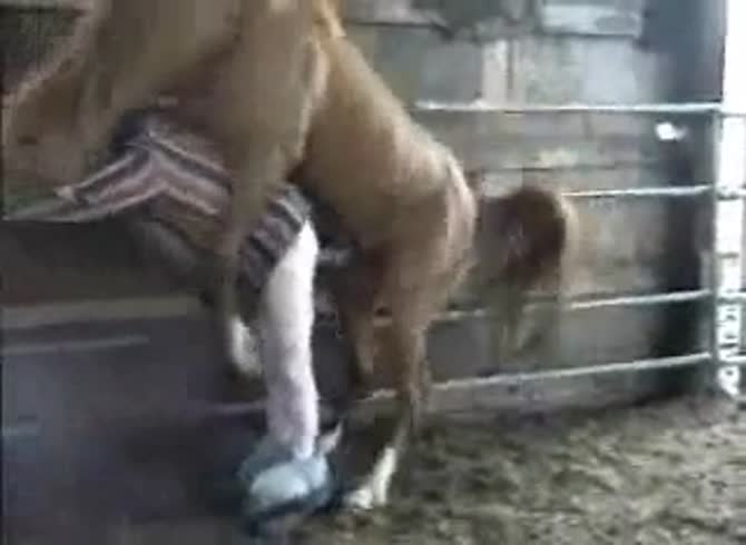 Video: Big horse dick destroying a gay's anus in anal sex