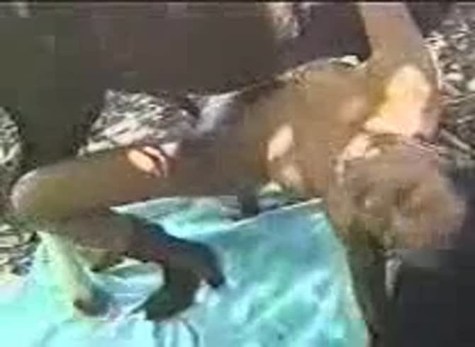 Video: Horse dick got inserted to ebony girl's pussy