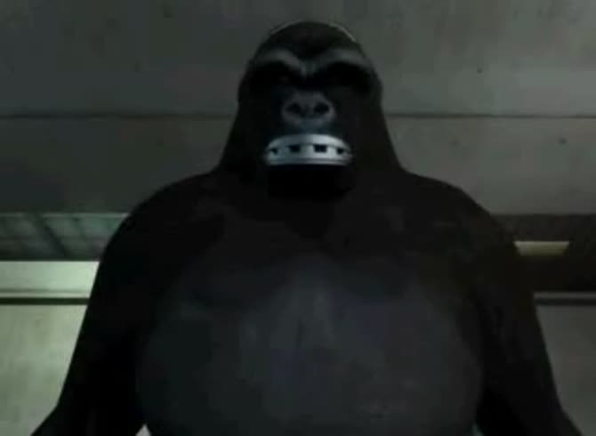 Video :Silverback gorilla ready to fuck in animal xxx