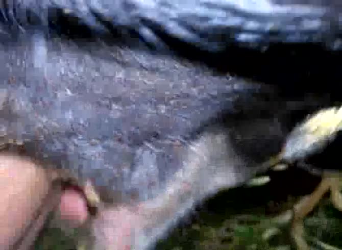 Video :Amateur gay beastiality lover wants huge animal's dick