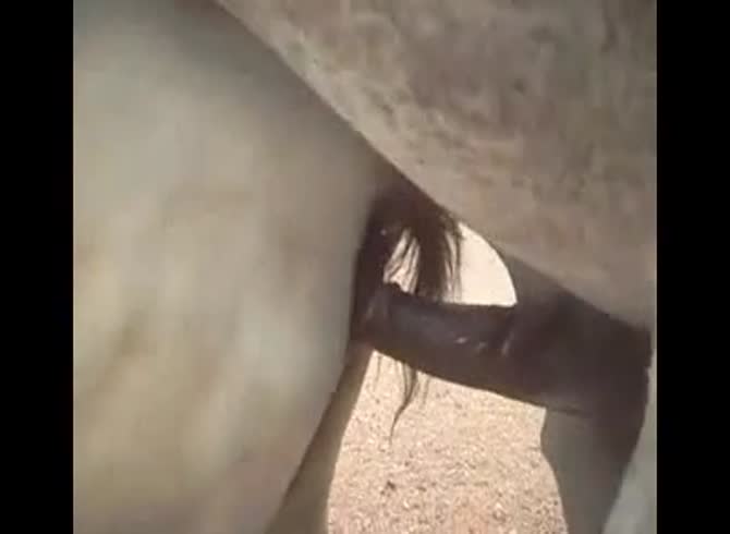 Video :Horses having sex in the farm got filmed