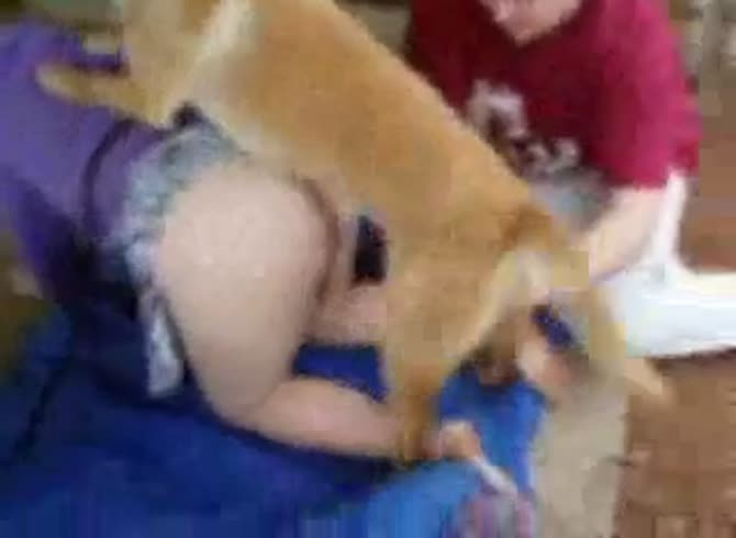 Video :Amateur beastiality lover getting her pussy fucked by a dog