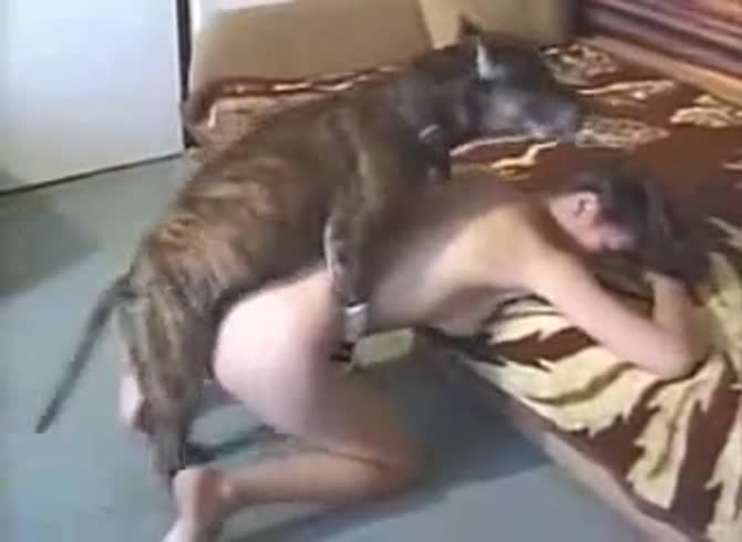Video :Dog anal sex with sexy girl getting banged by dog