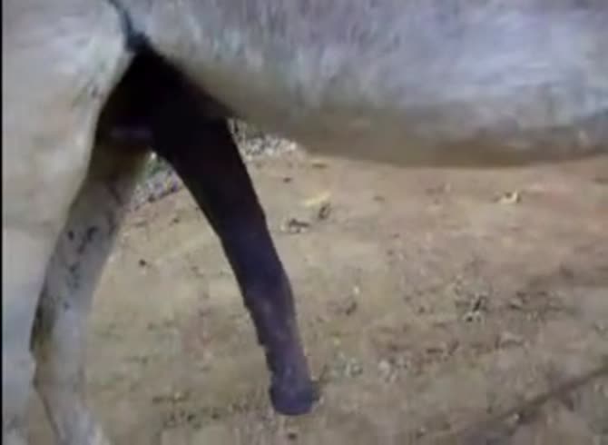 Video :Gigantic horse dick got filmed on camera