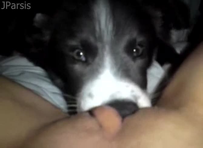 Video :Alyzoo - Dog eating and licking the zoopussy of kinky lady