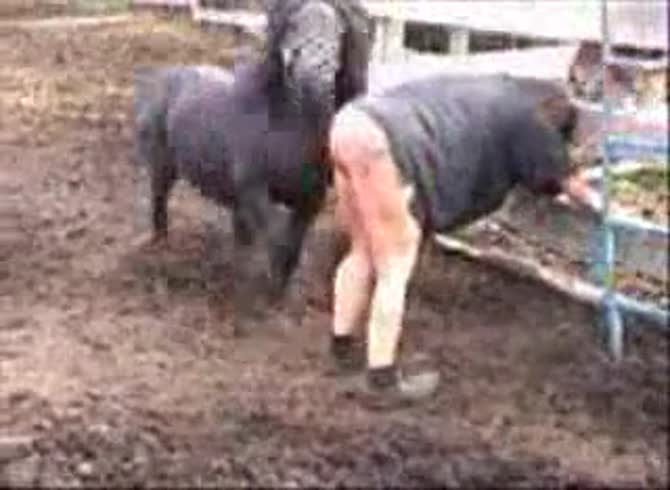 Video :Whore's dirty ass got fucked and wrecked in horse anal sex