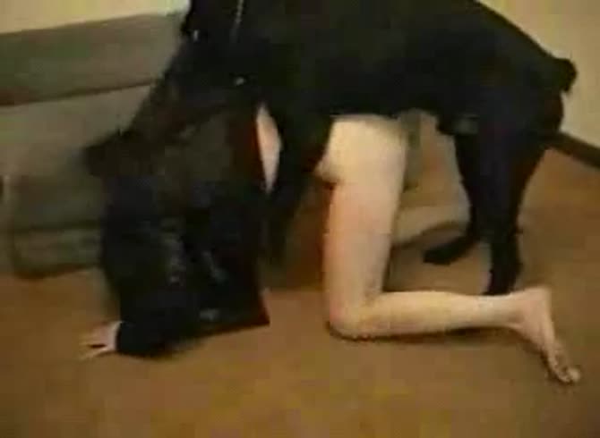 Video :Black dog's big hard dick fucking the zoopussy of white girl