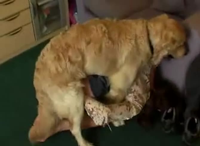 Video :Hot and intense beastiality threesome with dog and couple