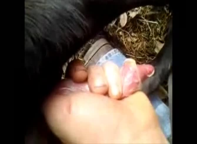 Video :Big dog dick cumming after getting jacked off
