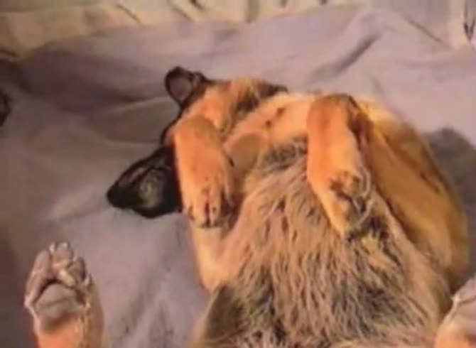 Video :Man getting blowjob from dog and fucked its pussy afterwards