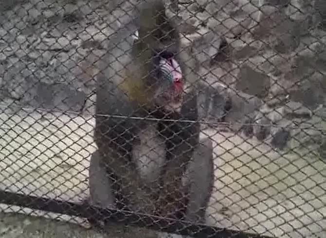Video :Silverback gorilla playing with his animal dick in monkey porn