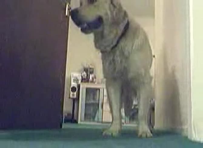 Video :Amateur beastiality lover having dog sex with pet