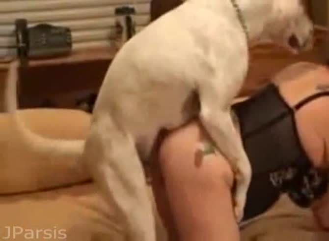 Video :Dog hard fucking a sexy beastie gal on the couch