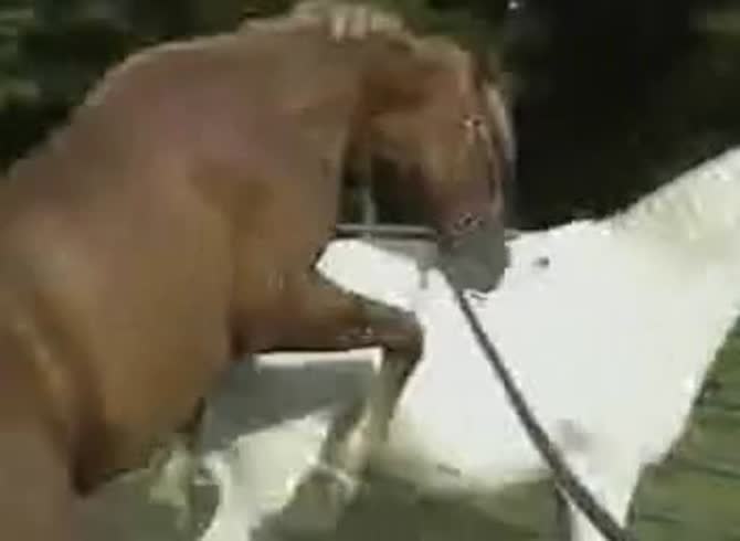 Video :Gay beastiality lover masturbating a big horse cock