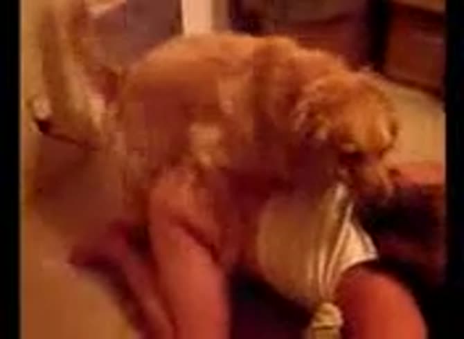 Video :Hot dog sex with petite teen in her apartment