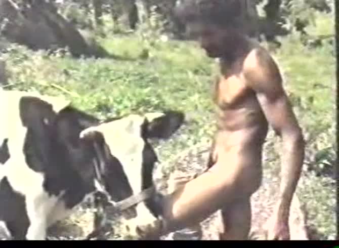 Video :Nasty black man having sex with a cow in farm sex