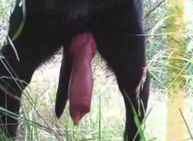 Video :Gigantic dog dick got filmed in animal porno