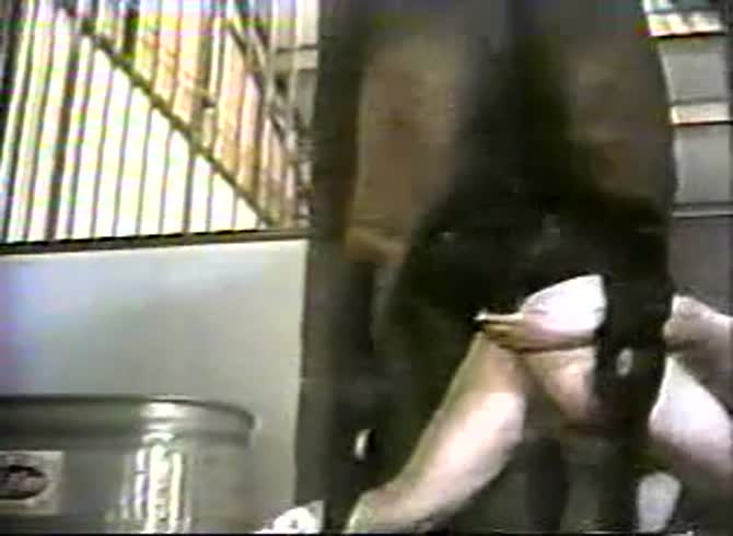Video :Dog dick wrecking the pussy of a white slut