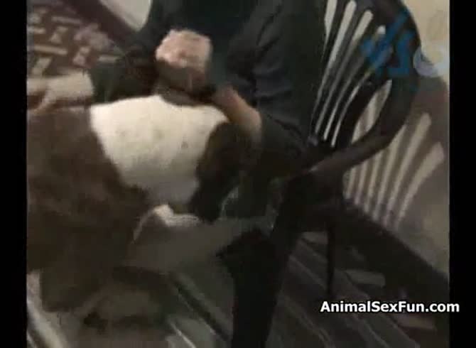 Video :K9 lady got fucked and pounded by dog dick