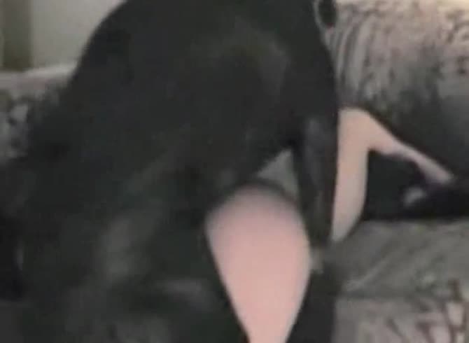 Video :Dog hard fucking a white slut on the couch