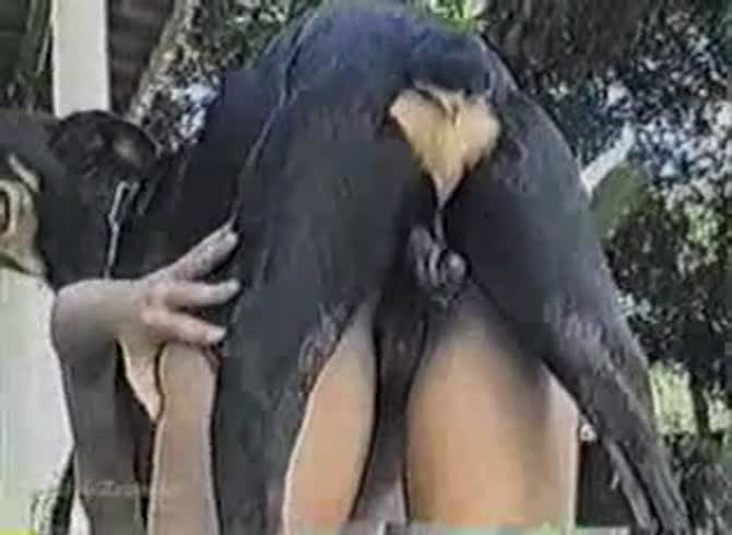 Video :Black dog fucking a skinny girl in beastiality outdoor sex