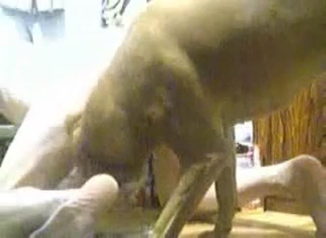 Video :Gay animal anal sex with dog in knotty position