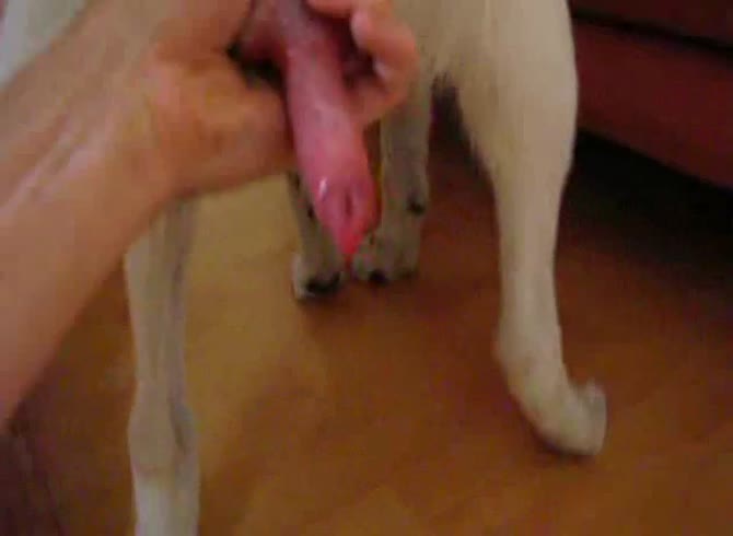 Video :Big dog dick got jacked off in amateur dog porno