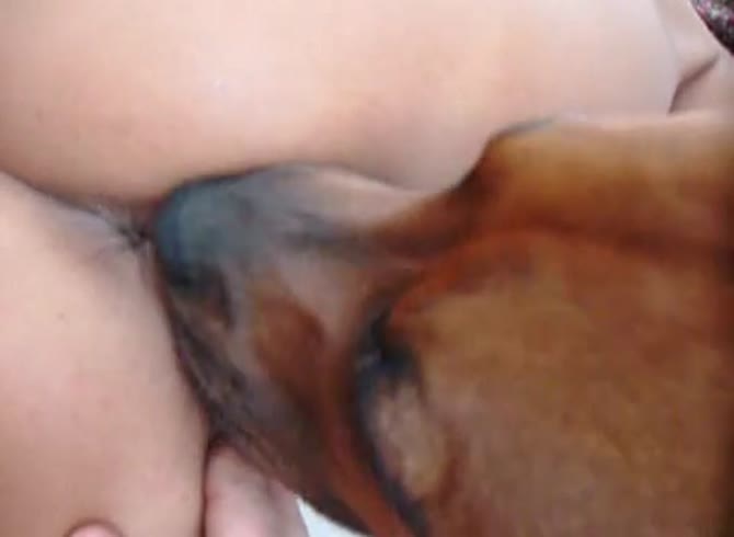 Video :Dog eating and savoring the pussy of big ass babe
