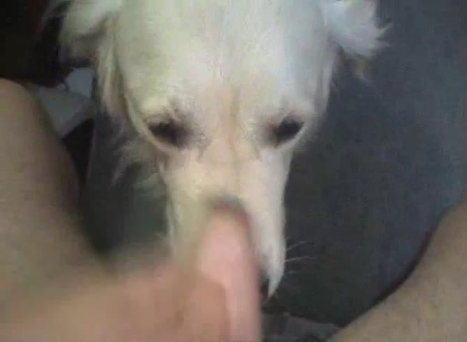 Video :Dog giving blowjob to a man's big dick