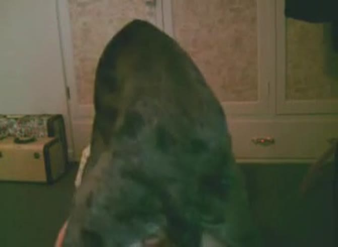 Video :Homemade dog sex with dog hard pounding a slut