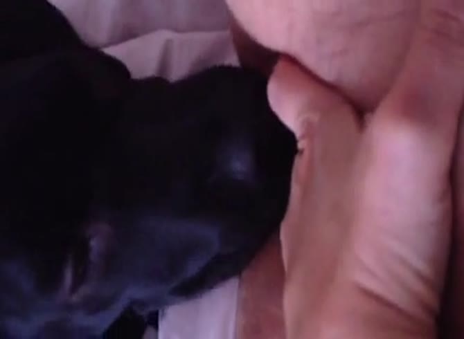 Video :Black dog xxx enjoyed eating the savory pussy of slut