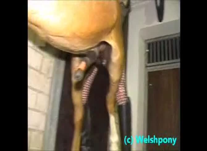 Video :Horse with huge cock getting fucked in the ass by gay