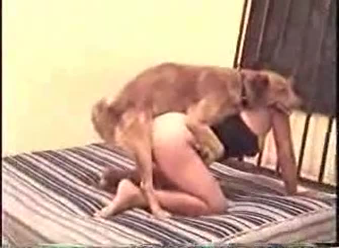 Video :Dog hard fucking a sexy babe in hot dog porno