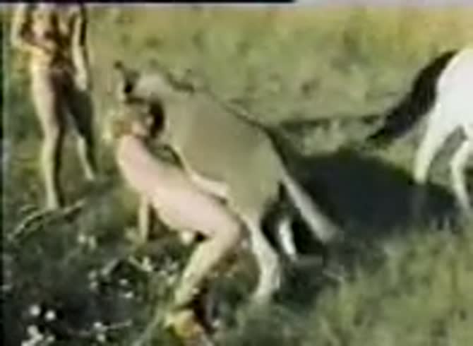 Video :Outdoor dog sex with sluts in the farm