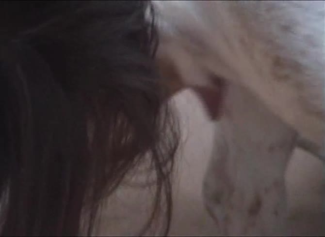 Video :Dog dick getting blowjob from brunette slut