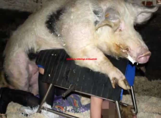 Video :Pig porn with nasty bitch having animal sex with pig