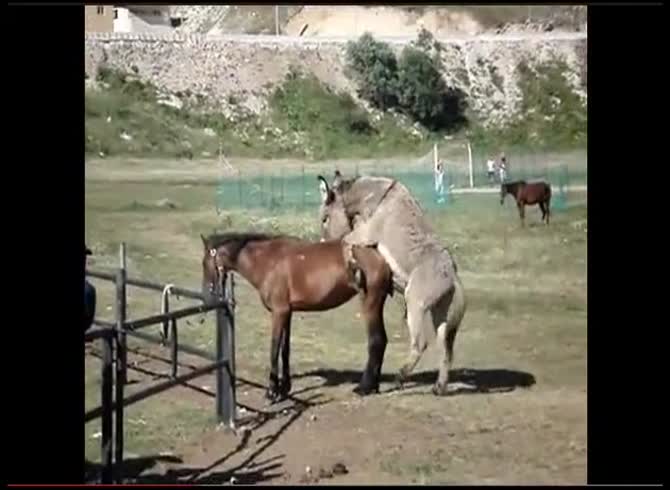 Video :Horses having sex in animal sex video
