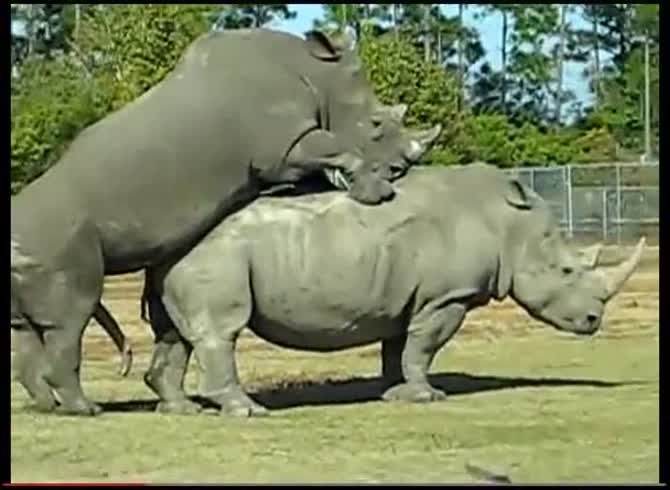 Video :Animal porn video of rhinoceros having sex