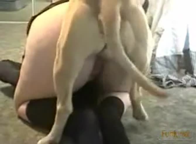 Video :Dog hard fucking the anus of a sexy big ass babe